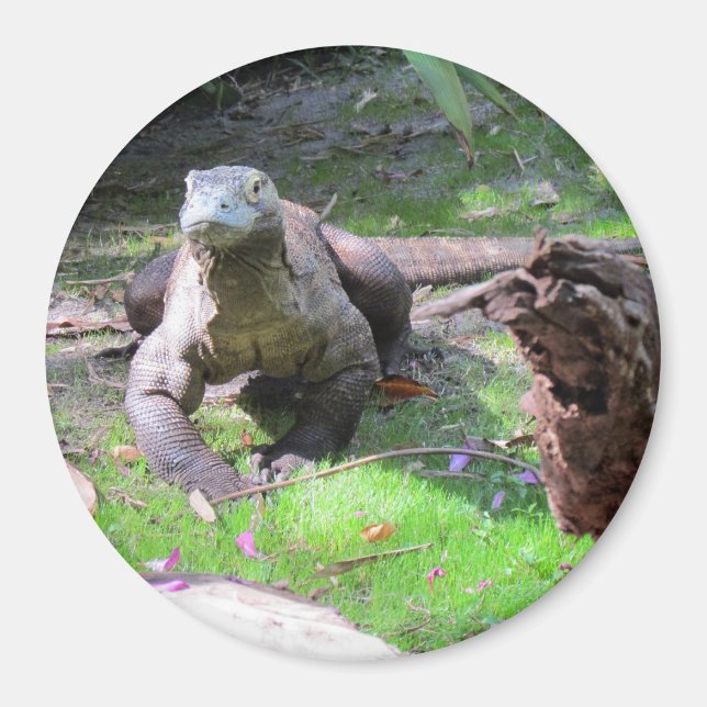 Komodo Dragon Magnet (Framsidan)
