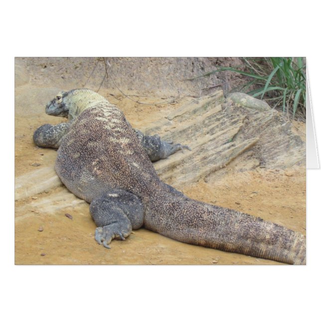 Komodo Dragon-mappat kort (Framsidan Horizontal)