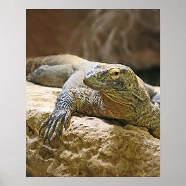 Komodo Dragon Poster (Framsidan)