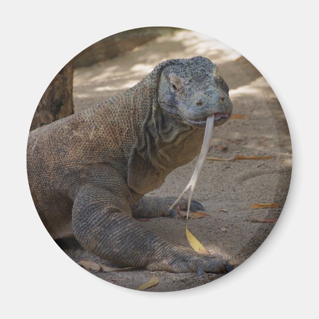 Komodo Dragon Slickande Magnet (Framsidan)