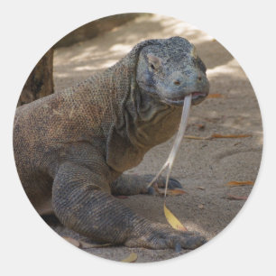 Komodo Dragon Slickande Runt Klistermärke