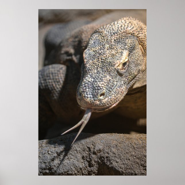 Komodo Dragon som håller ut Tunga Poster (Framsidan)