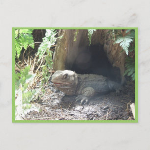 Komodo Dragon som kommer ut ur sitt hem under Träd Vykort