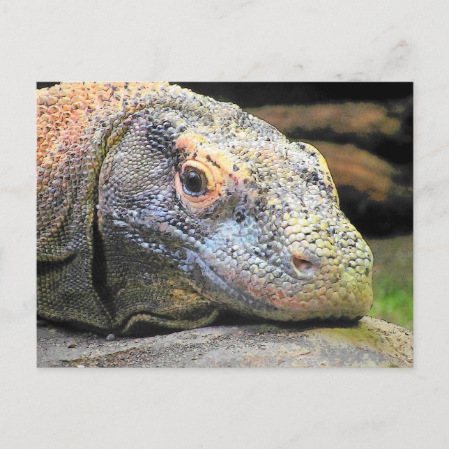 Komodo Dragon Stäng upp profil Vykort (Framsida)