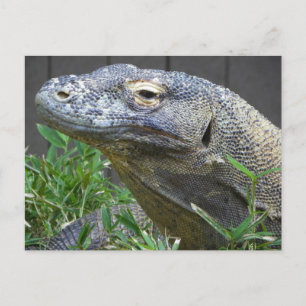 Komodo Dragon stäng upp Vykort