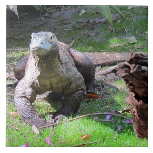 Komodo Dragon Tile Kakelplatta (Framsidan)