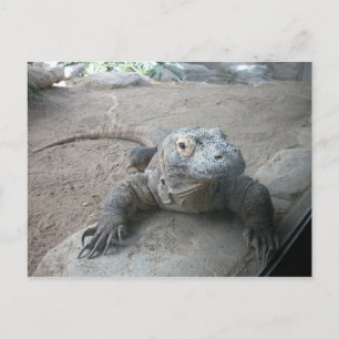 Komodo Dragon Vykort
