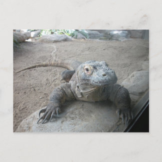 Komodo Dragon Vykort
