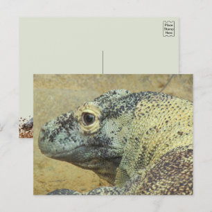 Komodo Dragon Vykort