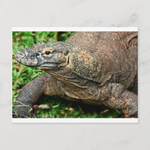 Komodo Dragon Vykort