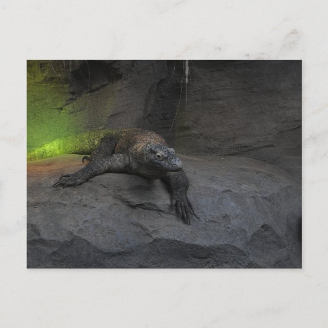 Komodo Dragon Vykort (Framsida)