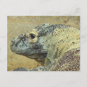 Komodo Dragon Vykort