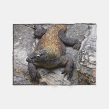 Komodo Dragon Warm Rock Scene