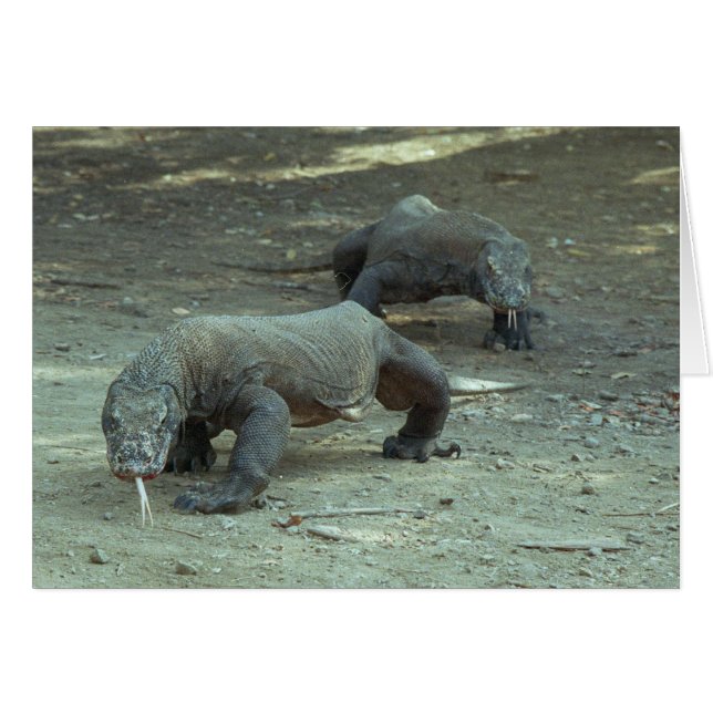 Komodo Dragons Hälsningskort (Framsidan Horizontal)
