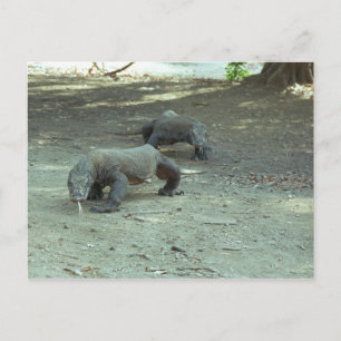 Komodo Dragons Vykort