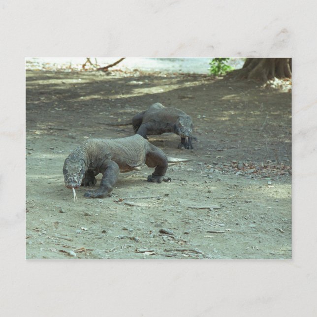 Komodo Dragons Vykort (Framsida)