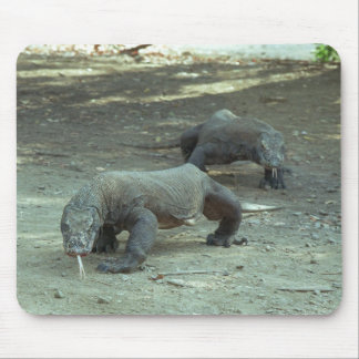 Komodo drakar musmatta