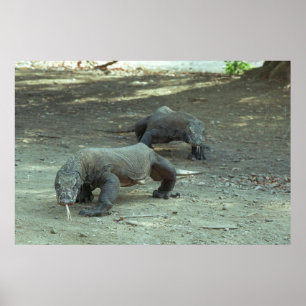 Komodo drakar poster