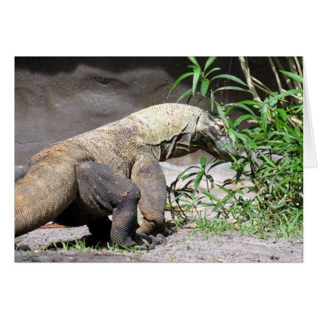 Komodo drake (0767) hälsningskort (Framsidan Horizontal)
