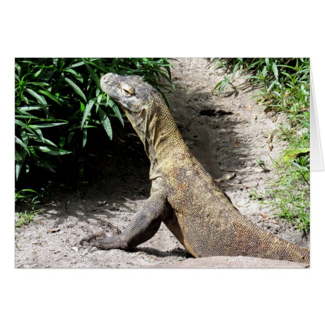 Komodo drake (0780) hälsningskort (Framsidan Horizontal)