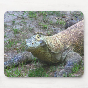 Komodo drake musmatta
