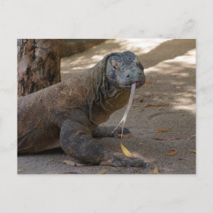 Komodo-drake slickar vykort