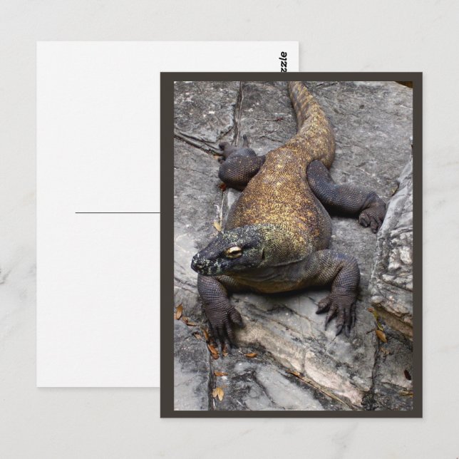 Komodo-drakens klippiga scen vykort (Fram/baksida)