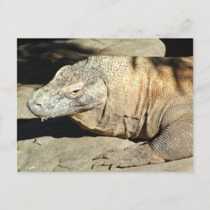 Komodo drakevykort vykort