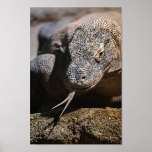 Komodo draon som visar sitt forcerade tunga poster