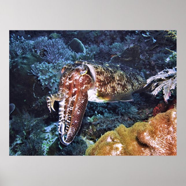 Komodo Kuttlefish Poster (Framsidan)