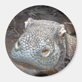 Komodo look magnet