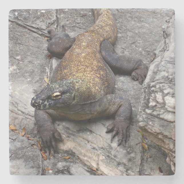 Komododrake på solbelyst sten stenunderlägg (Framsidan)