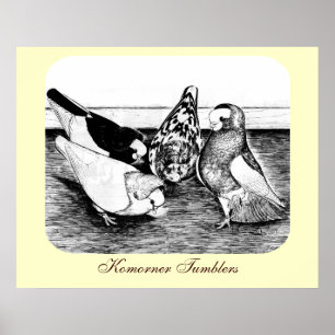 Komorner Tumbler-kvartetten Poster