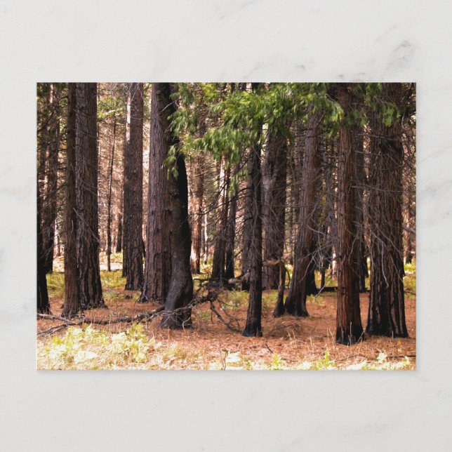 Kompassionsfrågor Vykort (Framsida)