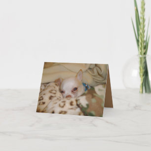 Kompilera Chihuahua-mappat anteckningskort