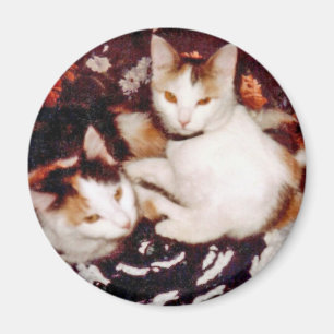 Kompilera katttagneter magnet