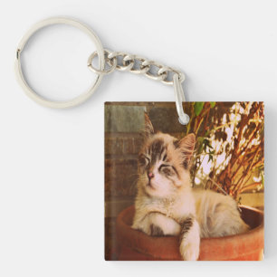 Komprimera Sömnig Kattunge