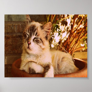 Komprimera Sömnig Kattunge Poster