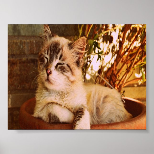 Komprimera Sömnig Kattunge Poster (Framsidan)