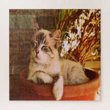 Komprimera Sömnig Kattunge