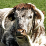 KÖN ARMBANDSUR<br><div class="desc">En fotografisk utformning av en engelsk Longhorn-ko, en brun och vit nötboskap.</div>