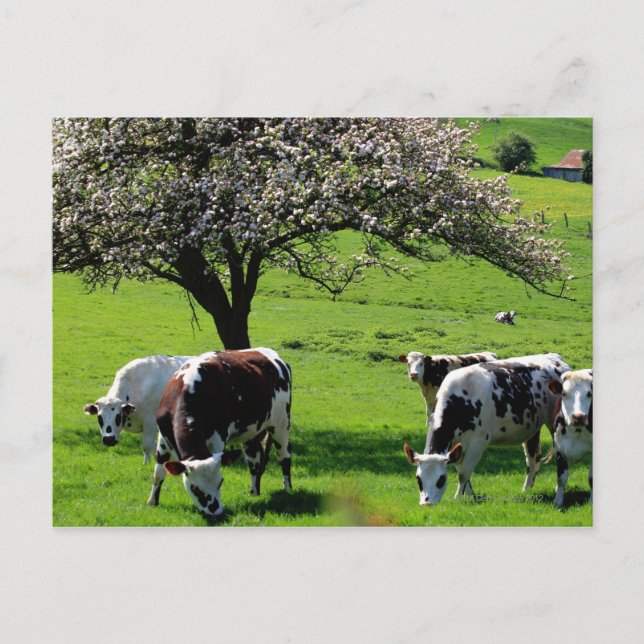 Kon bland blommande äpple-träd i Normandie Vykort (Framsida)