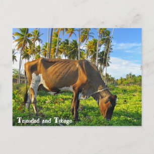 Kon Grazing by Coconut Träd Vykort