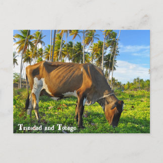 Kon Grazing by Coconut Träd Vykort