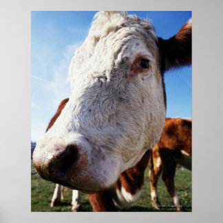 Kon i fält, närliggande poster