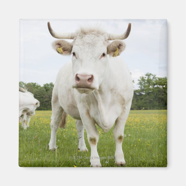 Kon i grassy fält magnet (Framsidan)