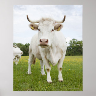 Kon i grassy fält poster