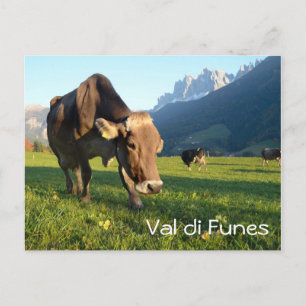 Kon i Val di Funes-vykort (Dolomites) Vykort