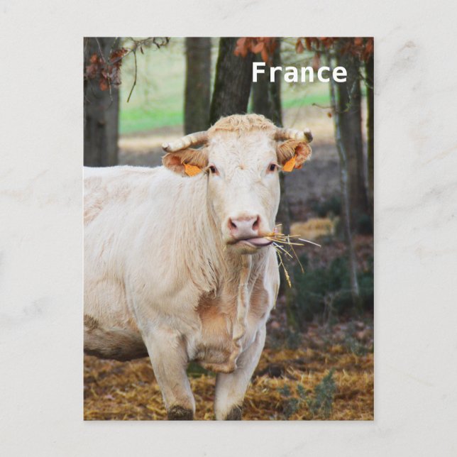 Kon matande i Frankrike Vykort (Framsida)