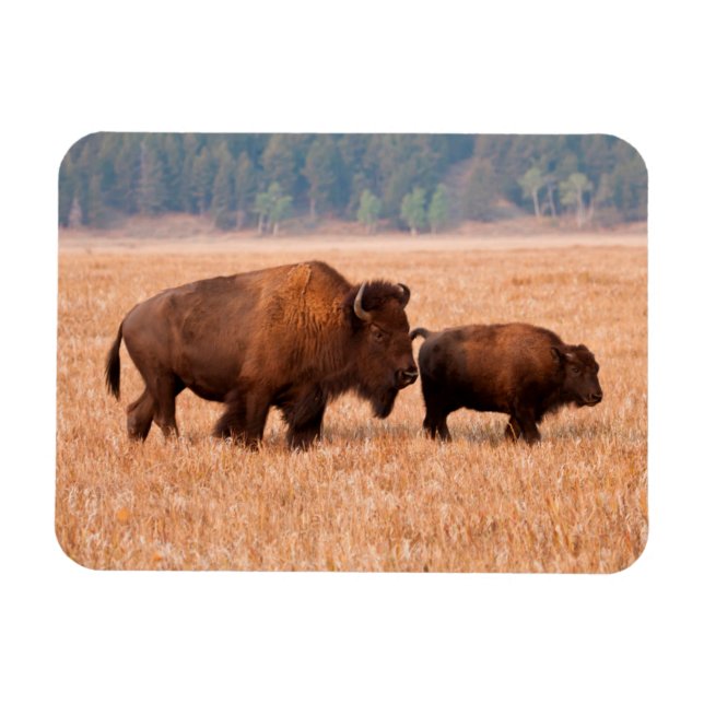 Kon- och kalvar från amerikanska Bison (Bison Biso Magnet (Horisontell)